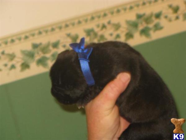 Neapolitan Mastiff Puppies